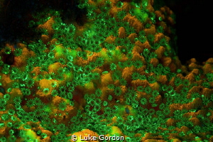Fluorescent flower mountains - this species of Montipora ... by Luke Gordon 